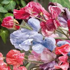 Streamer Mix Sweet Pea Seeds - Fragrant Multicolor Blooms, 5-6 ft Vines, Zones 1-10