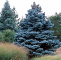 Colorado Blue Spruce Seeds (Picea pungens) – Cold Hardy Evergreen Bonsai Potential