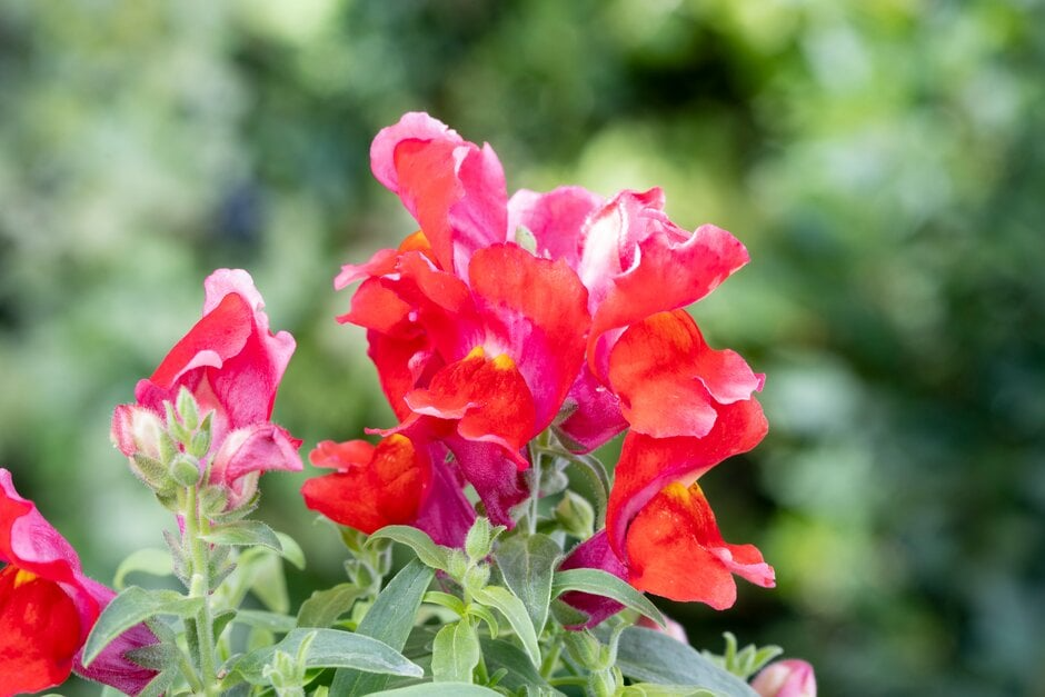 Floral Showers Scarlet Snapdragon Seeds (Antirrhinum majus) - 1000+ Seeds, Red Blooms