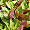 Korean Perilla (Shiso) Seeds – 500mg for Planting, Heirloom Herb, Fragrant Edible Leaves