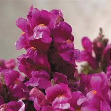 Floral Showers Lilac Snapdragon Seeds (Antirrhinum majus) – 1000+ Seeds