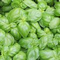 Genovese Basil Seeds – Ocimum basilicum – Heirloom, Aromatic Culinary Herb (200 Seeds)