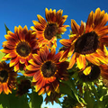 Early Sunflower Seeds - 250mg for Planting, Bright Yellow Blooms, Fast Growing Annual
