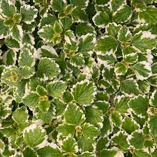 Plectranthus coleoides ‘Variegata’ Bare Root Swedish Ivy Plant (4") – Variegated, Fragrant, Trailing