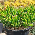 Crassula Ovata ‘Hobbit Jade’ Bare Root Plant – 2-4”