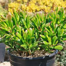 Crassula Ovata ‘Hobbit Jade’ Bare Root Plant – 2-4”