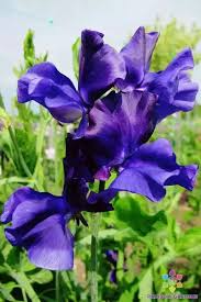 Joyce Stanton Sweet Pea Seeds - Lavender-Violet Fragrant Climbing Vines (50+ Seeds) | Lathyrus odoratus