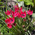 Tulipa 'Little Beauty' Tulip Bulbs - 5 Bulbs, 6" Dwarf, Pink & Blue Blooms, Perennial