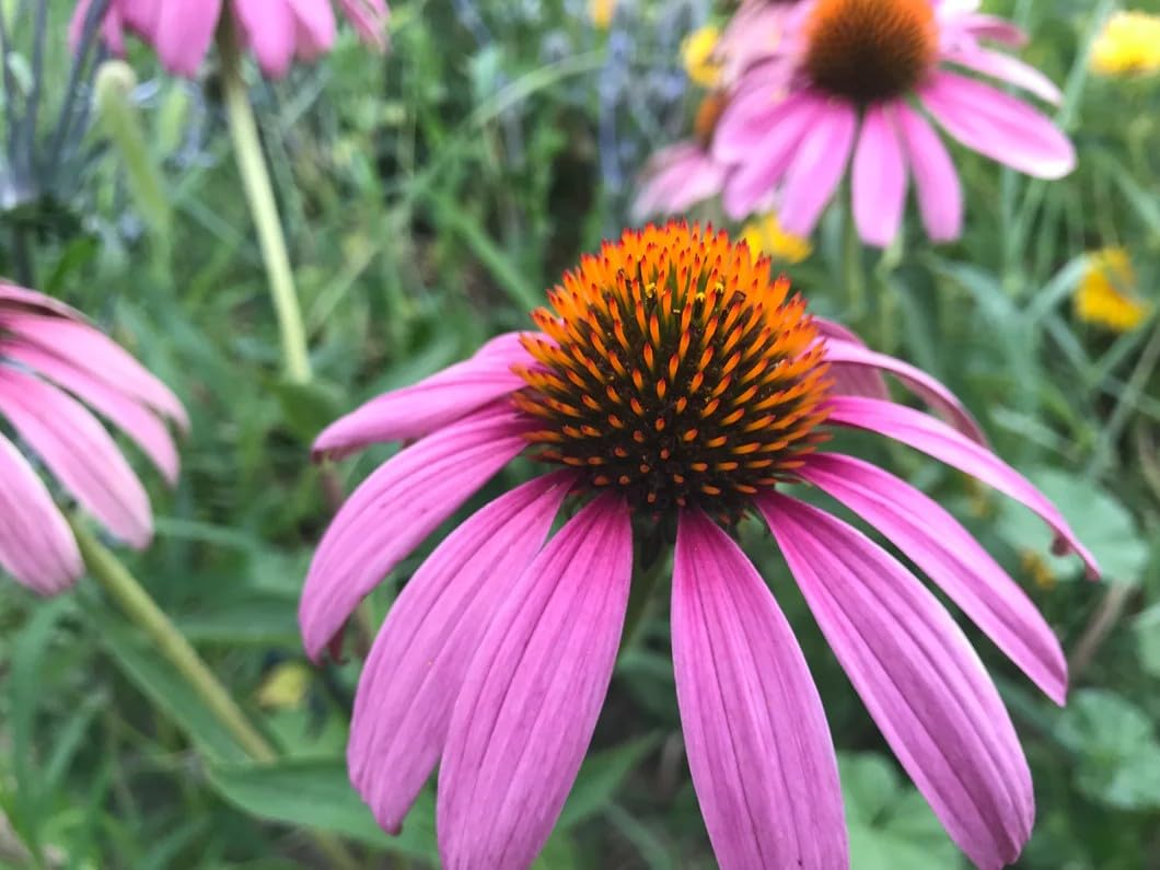 Purple Coneflower (Echinacea purpurea) Seeds - 200 Seeds, Perennial Pollinator Flower