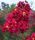 Red Crape Myrtle Trees (Lagerstroemia indica) - 2 ft Bare Root, 2 Live Plants