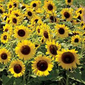 Sunflower Dwarfie Dwarf Mix - 50 Seeds (Helianthus annuus) Non-GMO, Mini Sunflowers for Containers