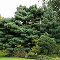 White Pine Tree (Pinus strobus) - Live Bare Root Plant 10-18"
