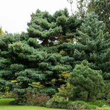 White Pine Tree (Pinus strobus) - Live Bare Root Plant 10-18"