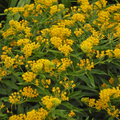 April's Yellow Milkweed (Asclepias spp.) Seeds - 15 Seeds, Monarch Host Plant, Pollinator Garden