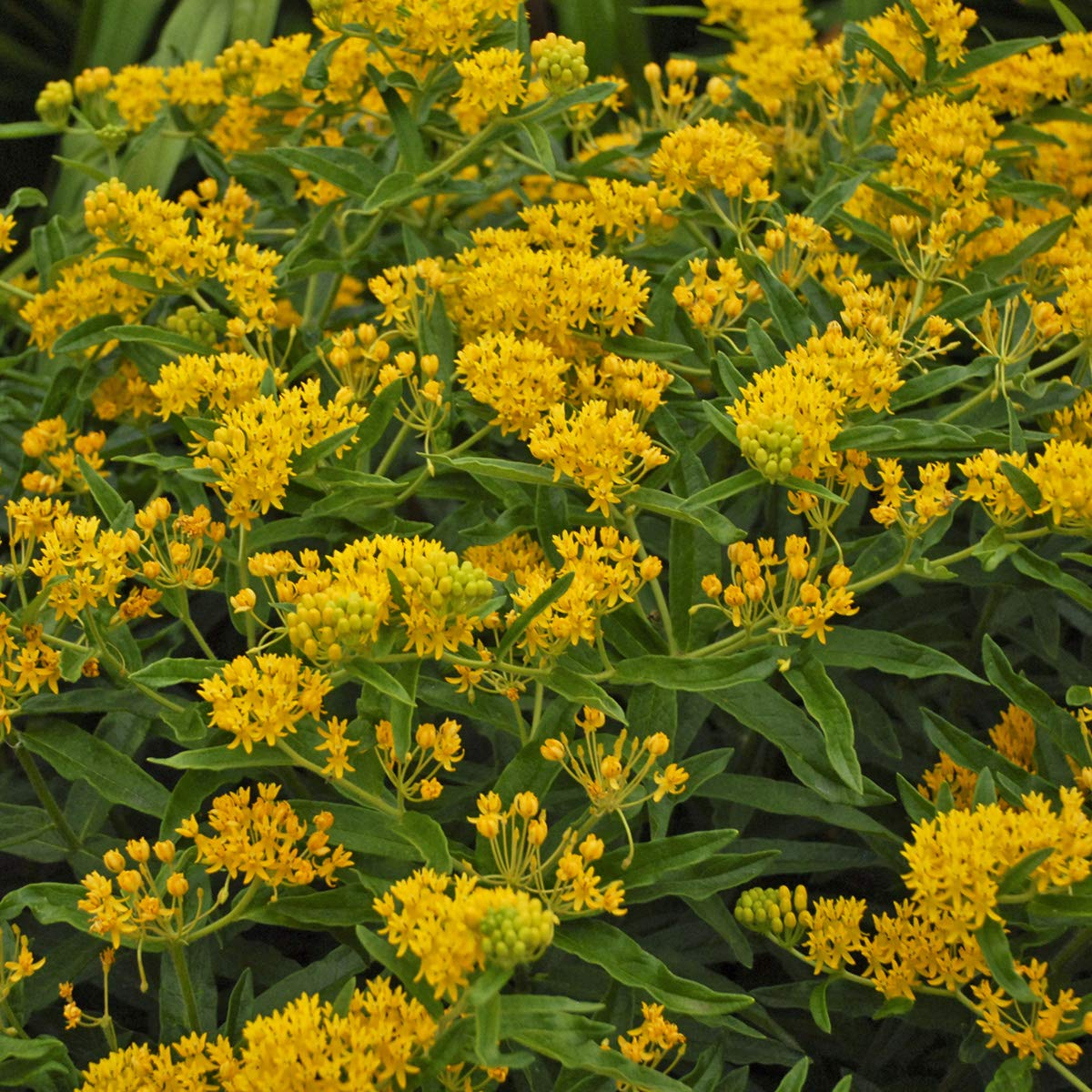 April's Yellow Milkweed (Asclepias spp.) Seeds - 15 Seeds, Monarch Host Plant, Pollinator Garden