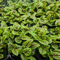 Red Veined Sorrel (Rumex sanguineus) Seeds – 250 Seeds, Tangy Culinary Herb
