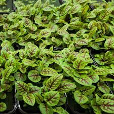 Red Veined Sorrel (Rumex sanguineus) Seeds – 250 Seeds, Tangy Culinary Herb