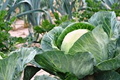 Danish Ballhead Cabbage Seeds - 1 Gram, Heirloom Brassica oleracea
