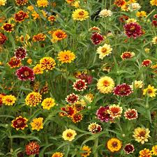 Zinnia Mexican Persian Carpet Mix Seeds - 500 Seeds, Non-GMO, Dwarf, Pollinator-Friendly