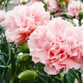 La France Carnation Seeds (Dianthus caryophyllus) - Elegant Pink, Fragrant, 50 Seeds