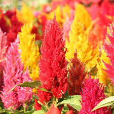 Pampas Plume Mix Celosia Seeds | Feathery Plumes 24-40" Tall (Zones 3-10) - Direct Sow