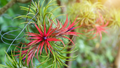 Ionantha Fuego Red Air Plants - Bare Root 5-Pack (Tillandsia)