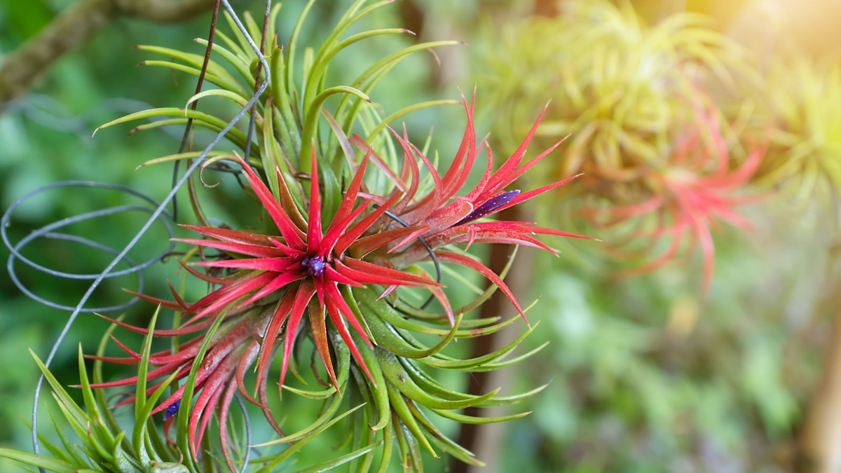Ionantha Fuego Red Air Plants - Bare Root 5-Pack (Tillandsia)