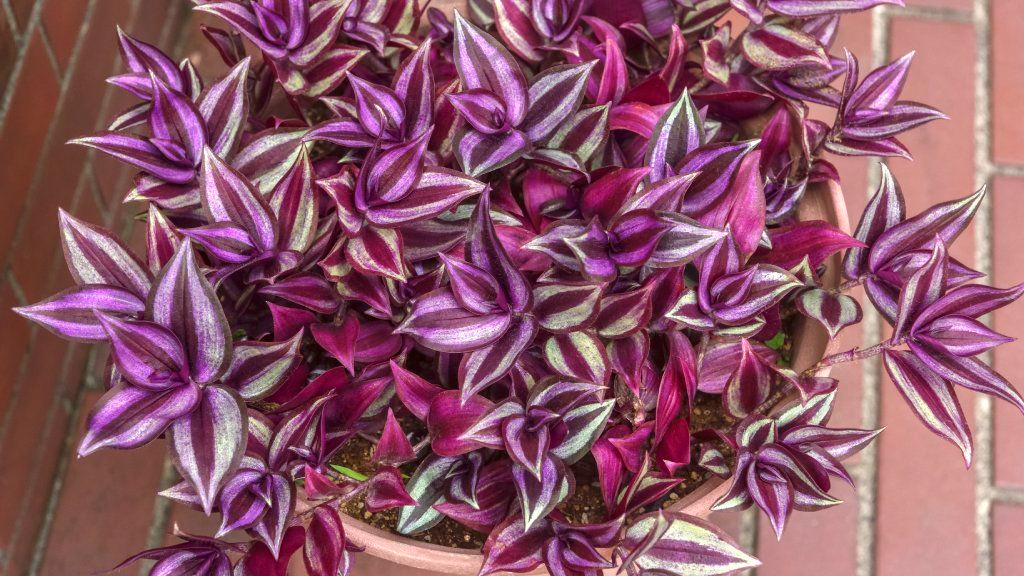 Wandering Jew Tradescantia Purple Zebrina Unrooted Cuttings - 10x 5-7"