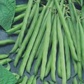 Petite Filet French Bean Seeds - Phaseolus vulgaris | 1/4 oz (40-50 seeds)