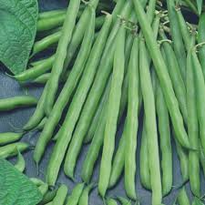 Petite Filet French Bean Seeds - Phaseolus vulgaris | 1/4 oz (40-50 seeds)