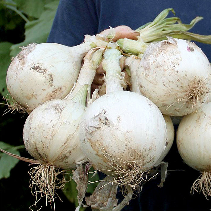 Ringmaster Onion Seeds – 250mg for Planting | Large Mild White Bulbs, Long-Day Allium cepa