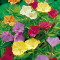 Four O'Clock Flower Mix Seeds (Mirabilis jalapa) - Marvel of Peru, 50 Seeds