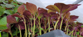 Perilla (Shiso) Jeok Ssam Ip Seeds - 400 Premium Seeds for Planting