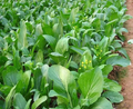 Yu Choy Sum Seeds – 500mg for Planting, Flowering Brassica Jung Green, Asian Greens