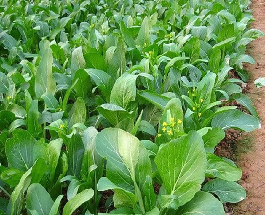 Yu Choy Sum Seeds – 500mg for Planting, Flowering Brassica Jung Green, Asian Greens
