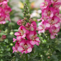 Bridal Pink Snapdragon Seeds (Antirrhinum majus) - 1000+ Seeds, Soft Pink Blooms
