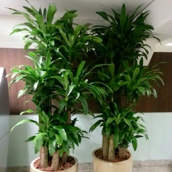 5 Unrooted Cuttings - Dracaena Fragrans (Corn Plant) | Indoor Houseplant Cuttings, No Root