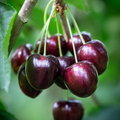 Black Cherry Tree Seeds - 30 Fresh Prunus serotina Seeds for Home Gardens