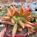 Sedum adolphi ‘Firestorm’ Bare Root - 2 Plants (2") with Red-Orange Edges