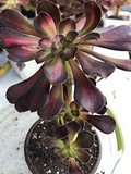 Aeonium Sunset Glow Cutting - 2.5" Head | Fresh Starter Plant