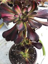 Aeonium Sunset Glow Cutting - 2.5" Head | Fresh Starter Plant
