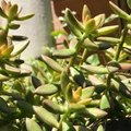 Sedum adolphi ‘Golden Glow’ Succulent - 3 Live Rooted Cuttings