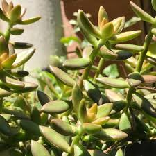 Sedum adolphi ‘Golden Glow’ Succulent - 3 Live Rooted Cuttings