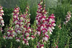 Cherry Twist Snapdragon Seeds (Antirrhinum majus) - 1000+ Seeds, Cherry-Red Blooms