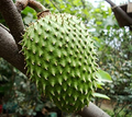 Giant Soursop Fruit Tree (Annona muricata) Live Starter Plant - 3-4 ft