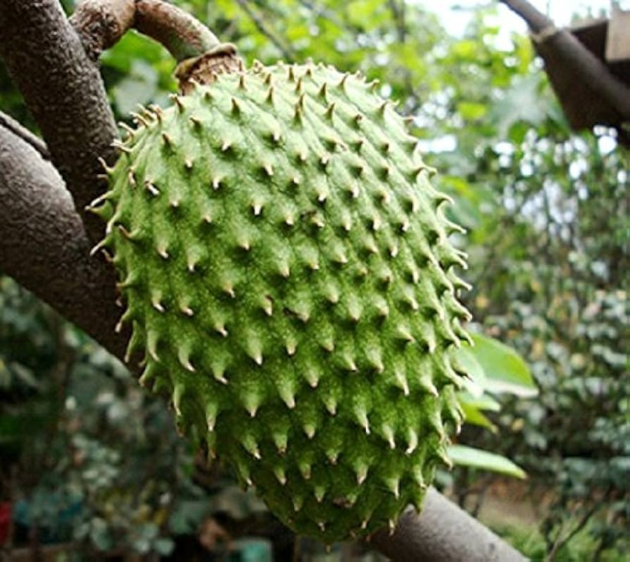 Giant Soursop Fruit Tree (Annona muricata) Live Starter Plant - 3-4 ft