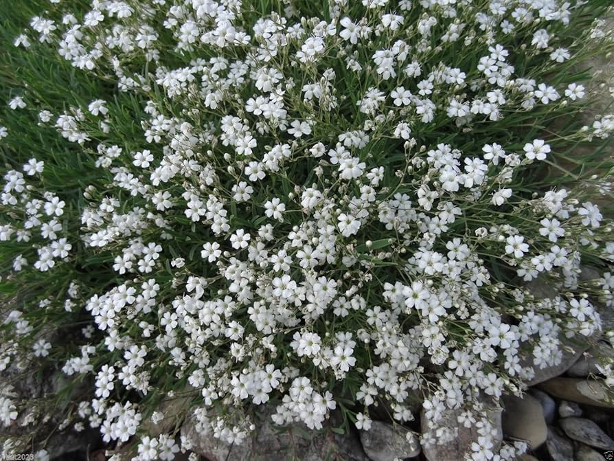 Baby's Breath Gypsophila paniculata Seeds - 200 Non-GMO Perennial Seeds for Pollinator-Friendly Gardens