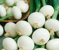 Crystal White Wax Onion Seeds - Allium cepa | Pearl Onion, Mild & Sweet