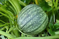 Round Zucchini Seed - 1 Gram Heirloom Summer Squash Cucurbita pepo