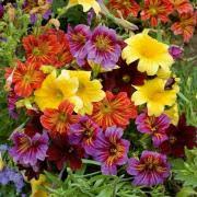 Painted Tongue Salpiglossis SUPERBISSIMA Mix - 500 Seeds, Heirloom, Non-GMO